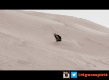 Powder slashes 25.11.13